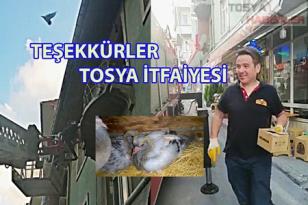 YAVRU KUŞLARIN İMDADINA TOSYA İTFAİYESİ YETİŞTİ..
