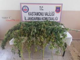 TOSYA BEŞCAM MEVKİİNDE JANDARMA’DAN KENEVİR OPERASYONU…