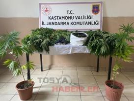JANDARMA’DAN TOSYA’DA KENEVİR OPERASYONU   (105) KÖK KENEVİR ELE GEÇİRİLDİ….